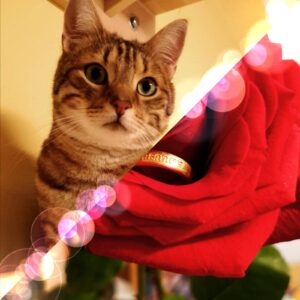 Rote Rose mit Katze und Verlobungsring