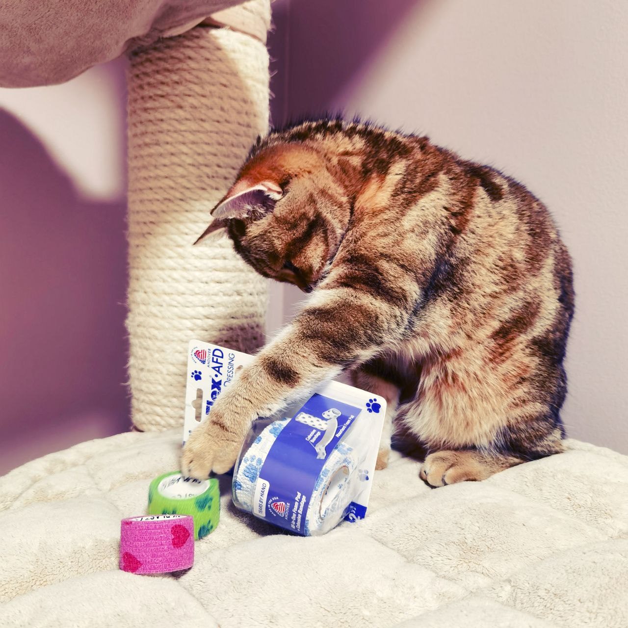 Katze mit Erste-Hilfe-Kit für Haustiere